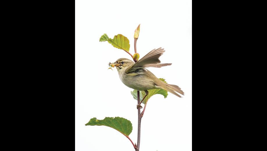 INSECTS FOR NESTLINGS – An arctic warbler with a billful of insects flicks its wings with annoyance, and waits impatiently for me to disappear before delivering a meal to its nestlings in a hidden nest somewhere on the ground below. It is important to keep interruptions to nesting birds very brief! This Eurasian warbler with greenish-brown plumage, a pale belly and eyebrow is well camouflaged compared to our brightly colored North American warblers. Though they otherwise look and behave similarly, North American and Eurasian warblers are not closely related. Photo by Kate Persons