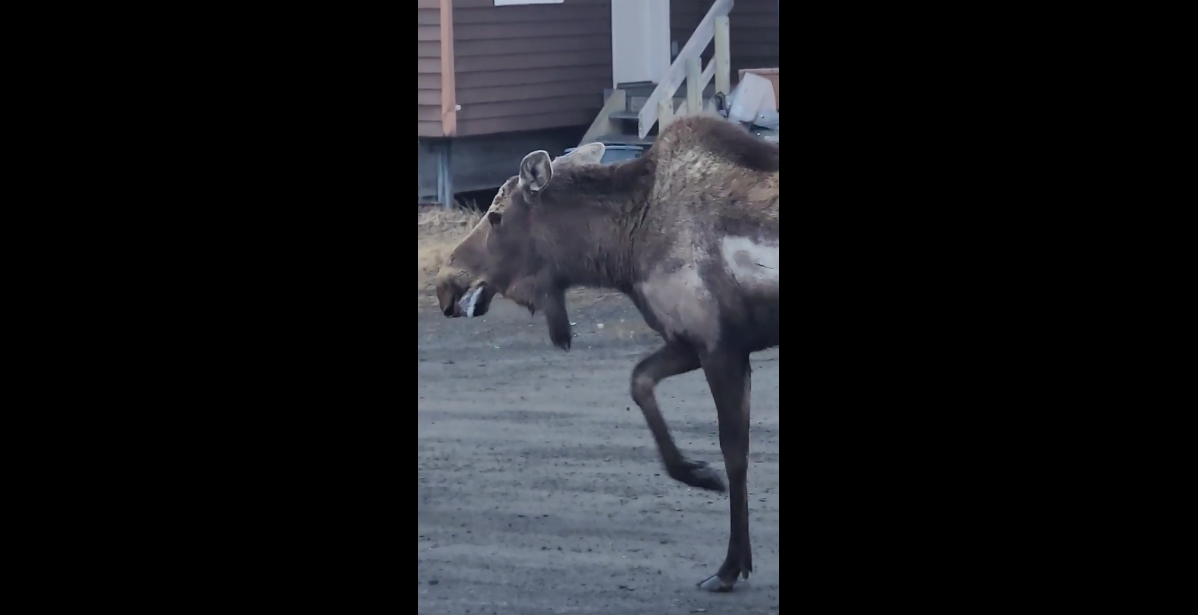 Still from video by Jeston Weyanna RABID MOOSE— Jeston Weyanna captured a video of a moose walking through Teller in a staggering gait, and a foaming mouth, on Friday, June 2.