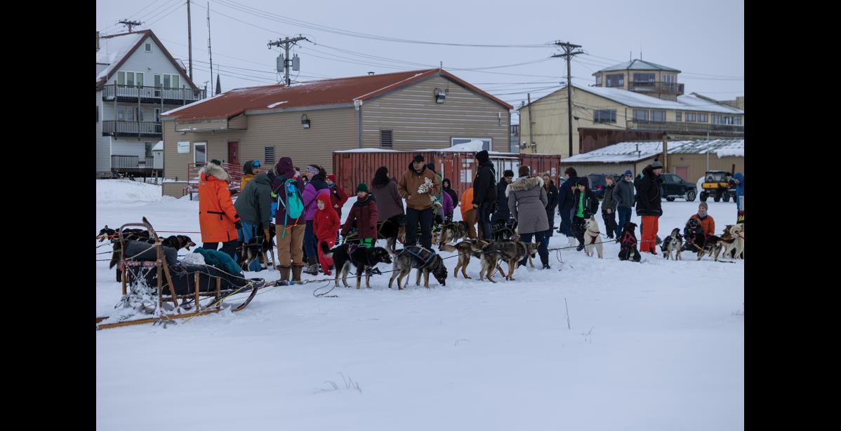 Photo by Anna Lionas DOG TIME— Nomeites and visitors ran out to pet and take photos with the dogs who mushed in from Safety on Sunday February 2.