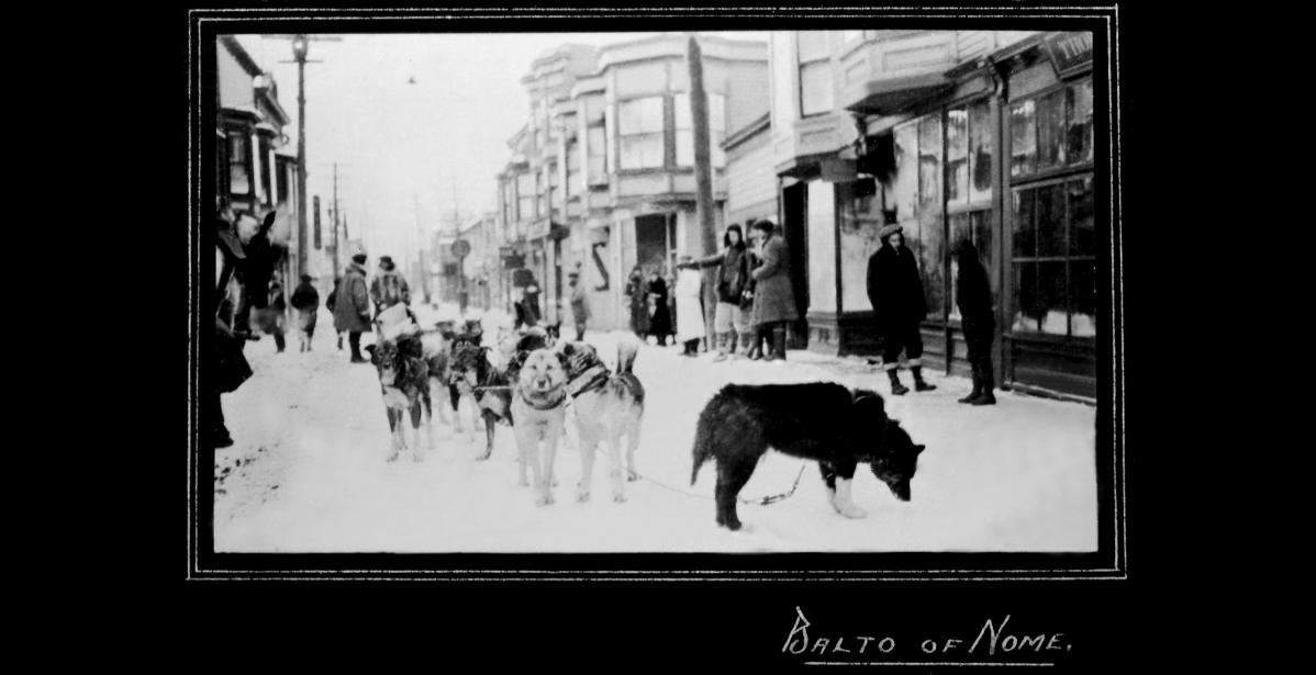 Photo courtesy Carrie M. McLain Memorial Museum DELIVERING THE SERUM— Gunnar Kaasen reenacted his arrival in Nome for a photographer to capture his dog team, with Balto in lead. Kaasen delivered the serum in the early morning hours of Feb. 2, 1925.