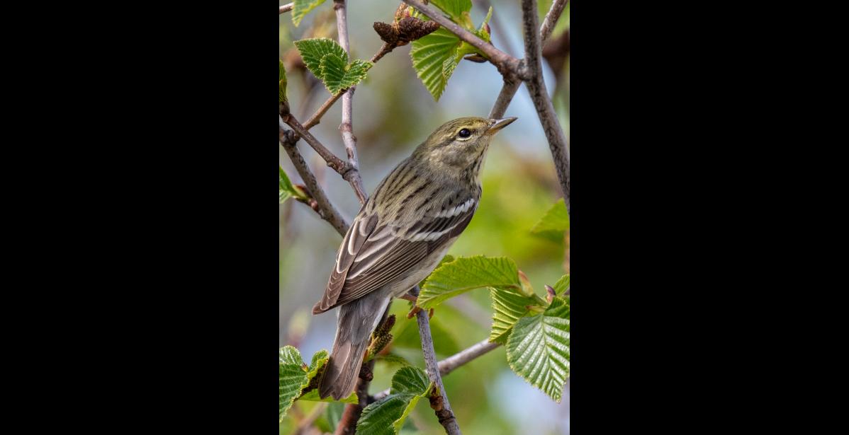Photo by Kate Persons FEMALE BLACKPOLL WARBLER – A female blackpoll warbler is foraging for insects in an alder thicket. Blackpolls move methodically through the foliage eating insects that they pick off leaves and branches of shrubs and trees. They are less apt to flit into the air to catch flying insects than are some other warblers. The female blackpoll does all the incubating and brooding of the chicks. Her more subdued coloration camouflages her on the nest.