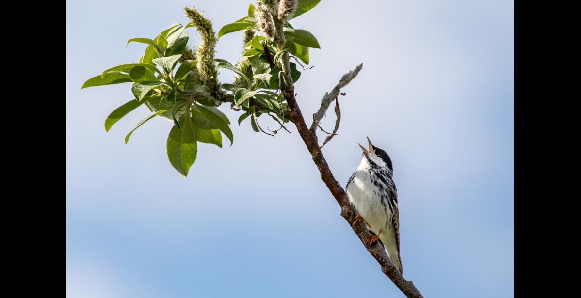 Photo by Kate Persons MALE BLACKPOLL WARBLER – A male blackpoll warbler perches high in the willows to proclaim his territory with his high-pitched song. Only the male blackpoll sings. Most birds sing at frequency of 1,000 to 8,000 Hz, but the Blackpoll’s song can reach over 10,000 Hz, which is a higher frequency than some people can hear.