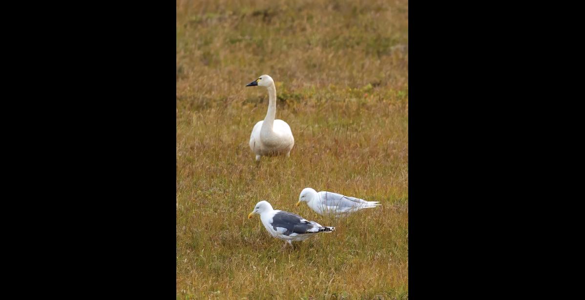 BERRY PICKING – A slaty-backed gull forages for berries on the tundra with a glaucous gull and a tundra swan in late August. Although fish and invertebrates are their main foods, slaty-backs, like other large gulls, are opportunistic omnivores, and always on the lookout for any animal or vegetable food sources. Photo by Kate Persons