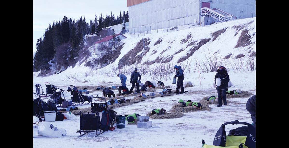 Photo by RB Smith Dog teams in White Mountain rest before they headed into a storm that forced them to scratch from the race by accepting outside assistance.