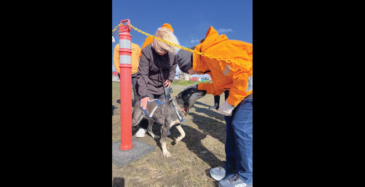 WELCOME TO NOME— Sled dog Brave welcomes two cruise ship guests to Nome. Photo by Diana Haecker