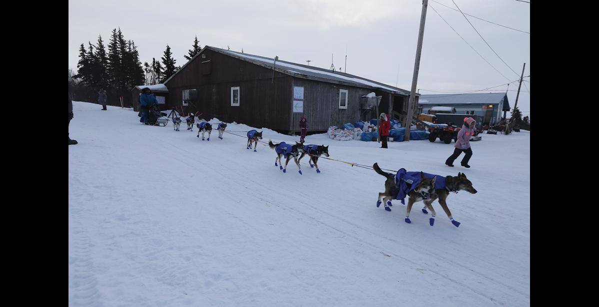 Photo by Diana Haecker INTO KOYUK— Musher Wade Marrs and his dog team arrived in Koyuk on Monday, March 13.
