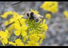 BUZZY BEE – A bumblebee explores a flower in the Nome Community Garden during the Nome Garden Tour on Wednesday, August 19.