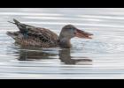 LAMELLAE ON DISPLAY— A female northern shoveler opens her big bill to show some of the 180 comblike lamellae on her upper mandible and 220 lamellae on her lower mandible. These projections act like a sieve to retain the shoveler’s food—plankton, tiny aquatic invertebrates, seeds and other plant material. The edges of the bill are soft and sensitive to find food by touch. The small, hard bump at the tip of her bill is a “nail,” used to dig through mud when searching for food. Photo by Kate Persons
