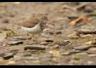 SPOTTED SANDPIPER— A spotted sandpiper in breeding plumage is foraging in the gravel along the Snake River. Spotted sandpipers can be easily identified by the obvious dark speckles on their bellies and by a nearly constant bobbing motion that they make with their tails and rumps. Females are larger and their spots may be bigger and extend further down the belly, but the sexes have very similar plumage. 