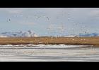 BOUND FOR WRANGEL ISLAND – A flock of dazzling white snow geese with black-tipped wings takes off from Safety Sound after a brief layover for food and rest en route to their breeding grounds on Wrangel Island, Russia.