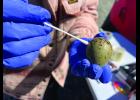 Dr. Lisa Kercher with St. Jude's Children's Hospital swabs an egg in early June in Nome. Photo by Diana Haecker
