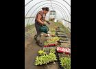 GARDENS AT PILGRIM— Tasha Lee waters seedlings inside the hoop house at Pilgrim Hot Sprints. The hoop house proves a protective environment for the seedlings to grow until they are ready to be replanted outside. 