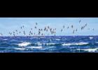 GAMBELL SCENE – Short-tailed shearwaters feed off shore of Gambell in mid-September. The rich waters off of St. Lawrence Island are important feeding grounds for short-tailed shearwaters. Huge numbers can be seen there in September prior to their annual trans-equatorial migration to breeding grounds in southern Australia. Notice their long, narrow wings that enable them to glide efficiently over the ocean at high speeds during their marathon journey. Photo by Riley Wyna